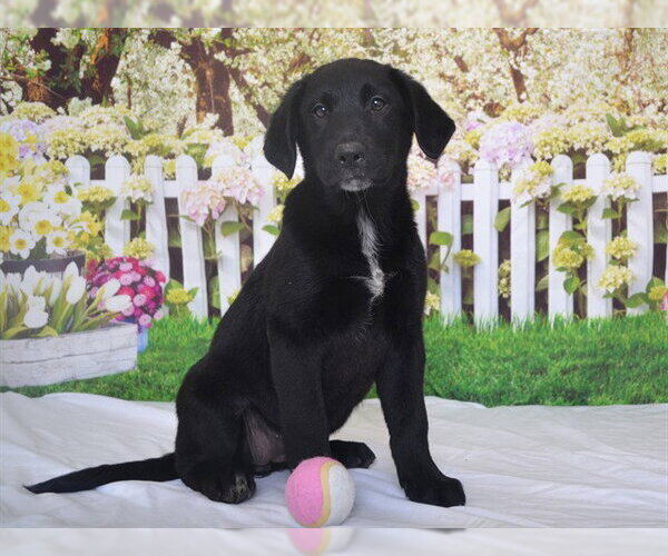 Medium Photo #1 Labrador Retriever-Texas Heeler Mix Puppy For Sale in Oroville, CA, USA