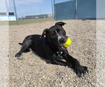 Small #25 American Pit Bull Terrier