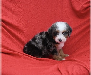 Bernedoodle (Miniature) Puppy for sale in SUGARCREEK, OH, USA