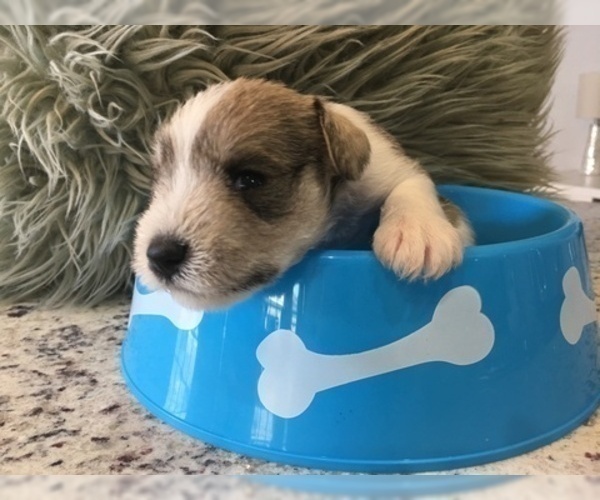 Medium Photo #10 Schnauzer (Miniature) Puppy For Sale in VALRICO, FL, USA