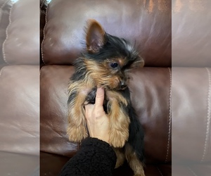 Yorkshire Terrier Puppy for sale in LOWELL, MA, USA