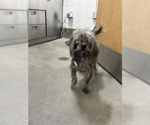 Mutt Dogs for adoption in Forestville, MD, USA