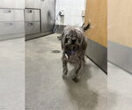 *MIKE - Male Mutt Dog for Adoption - Small photo
