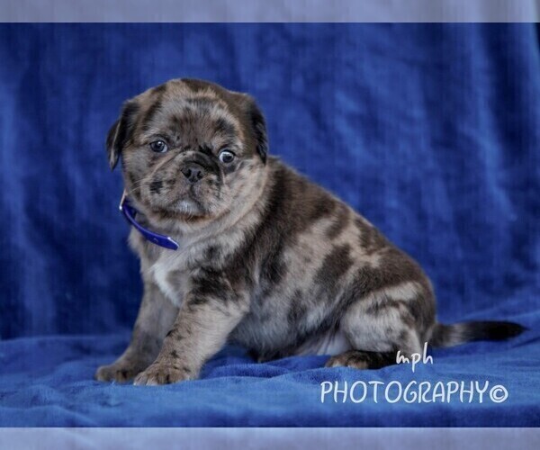 Medium Photo #2 Jug Puppy For Sale in LIBERTY, KY, USA