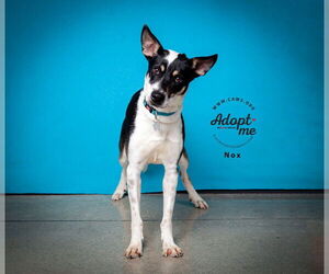 Mutt Dogs for adoption in Salt Lake City, UT, USA