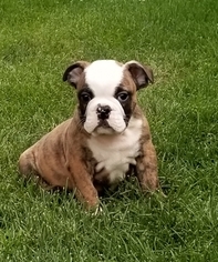 Bulldog Puppy for sale in APPLETON, WI, USA
