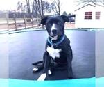 Small #5 Retriever  Mix