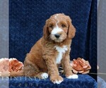 Small #2 Goldendoodle (Miniature)