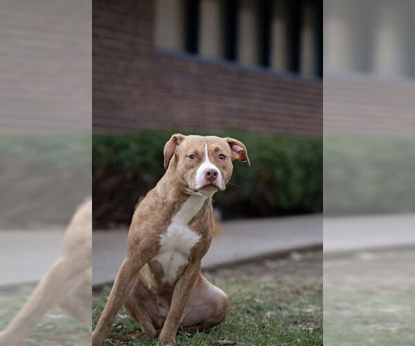 Medium Photo #1 Mutt Puppy For Sale in Belleville, IL, USA