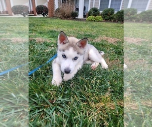 Siberian Husky Puppy for sale in MIDLOTHIAN, VA, USA