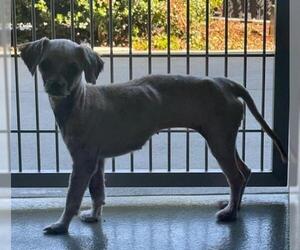 Mutt Dogs for adoption in San Martin, CA, USA