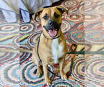 Small #6 Boxer