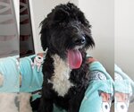 Small Photo #4 Portuguese Water Dog Puppy For Sale in Grovertown, IN, USA