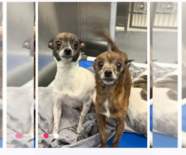 Medium Photo #3 Chihuahua-Unknown Mix Puppy For Sale in Canton, CT, USA