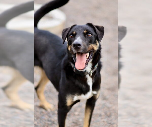 Medium Photo #1 Mutt Puppy For Sale in Webster, WI, USA