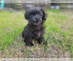 Small Photo #5 YorkiePoo Puppy For Sale in MACON, GA, USA