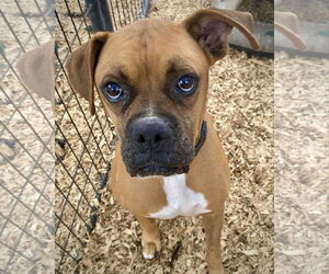 Boxer Dogs for adoption in Dumont, NJ, USA