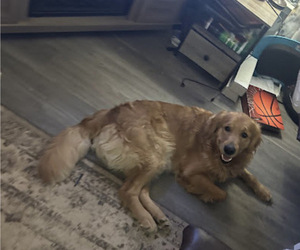 Father of the Golden Retriever puppies born on 04/17/2025