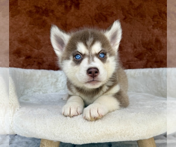 Medium Photo #10 Siberian Husky Puppy For Sale in OCALA, FL, USA