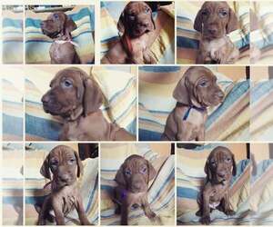 Hungarian Pointer Puppy for sale in Wingst, Lower Saxony, Germany