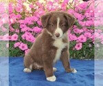 Small Photo #2 Miniature Australian Shepherd Puppy For Sale in STRASBURG, PA, USA
