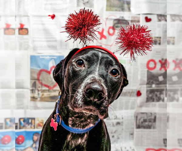 Medium Photo #9 Pointer-Unknown Mix Puppy For Sale in Mundelein, IL, USA