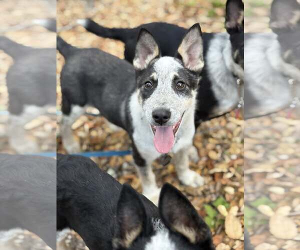 Medium Photo #3 Mutt Puppy For Sale in Paso Robles, CA, USA