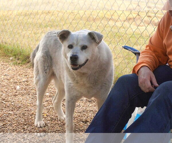 Medium Photo #2 Siberian Husky-Unknown Mix Puppy For Sale in Anniston, AL, USA
