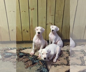 Dogo Argentino Puppy for sale in PICAYUNE, MS, USA
