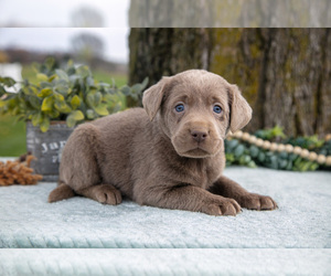 Medium Labrador Retriever