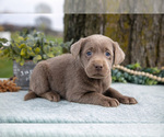 Puppy Kinsley Labrador Retriever