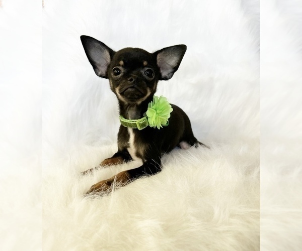 Medium Photo #6 Chihuahua Puppy For Sale in SACRAMENTO, CA, USA
