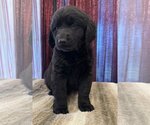 Small Photo #3 Labradoodle Puppy For Sale in Lake Elsinore, CA, USA