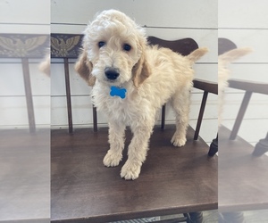 Poodle (Miniature) Puppy for sale in SHELL LAKE, WI, USA