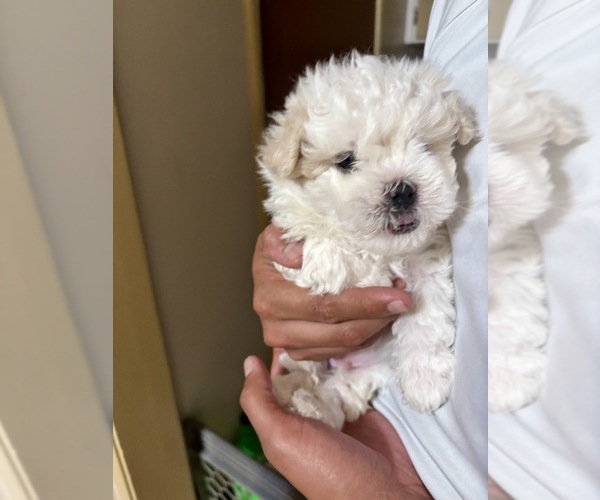 Medium Photo #4 Maltipoo Puppy For Sale in FRESNO, CA, USA