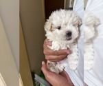 Small #3 Maltipoo