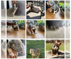American Bully Puppy for sale in ROSEDALE, MD, USA