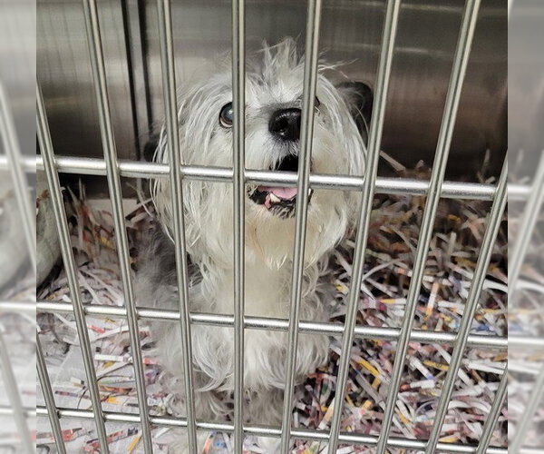 Medium Photo #1 Mutt Puppy For Sale in Anchorage, AK, USA