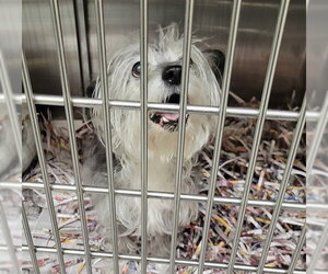 Mutt Dogs for adoption in Anchorage, AK, USA