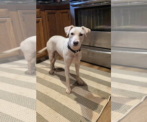 Labbe Dogs for adoption in Aurora, IN, USA