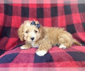 Cavapoo Puppy for sale in LAKELAND, FL, USA