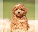 Small Photo #84 Maltipoo (Miniature) Puppy For Sale in WARSAW, IN, USA