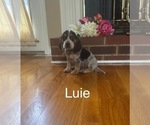 Puppy Luie Beagle