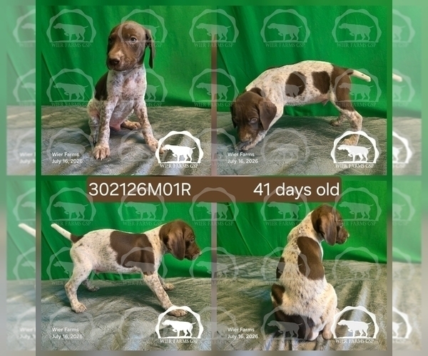 Medium Photo #3 German Shorthaired Pointer Puppy For Sale in MOYIE SPRINGS, ID, USA