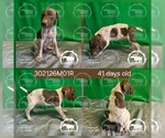 Small #2 German Shorthaired Pointer