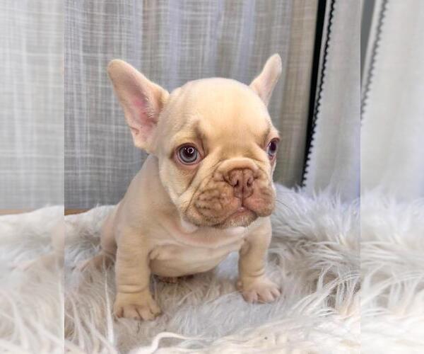 Medium Photo #2 French Bulldog Puppy For Sale in DANBURY, CT, USA