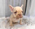 Small #1 French Bulldog