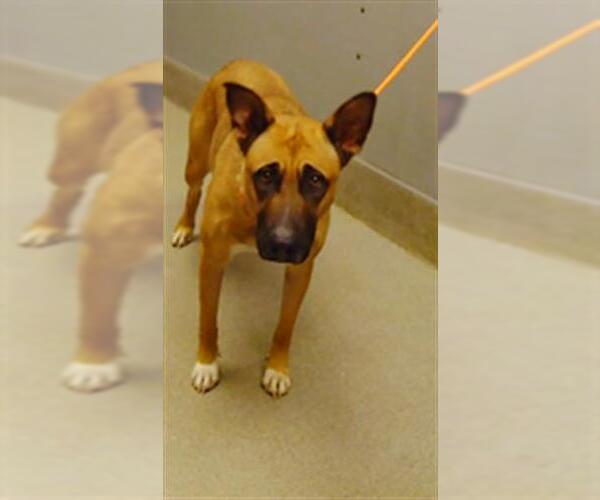 Medium Photo #1 German Shepherd Dog-Unknown Mix Puppy For Sale in Las Vegas, NV, USA