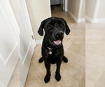 Small #1 Mutt