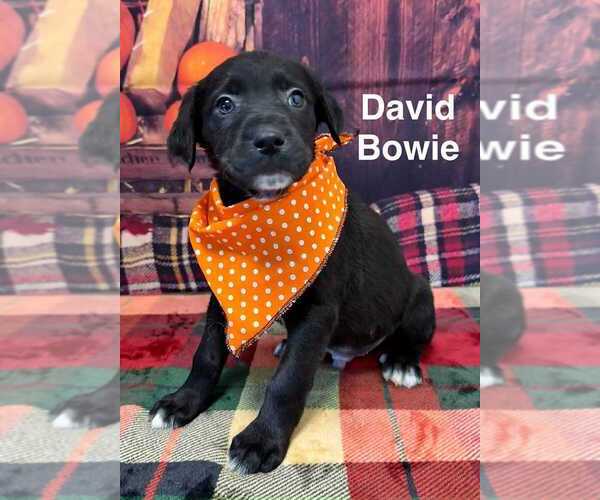 Medium Photo #1 Great Pyrenees-Unknown Mix Puppy For Sale in Springdale, PA, USA